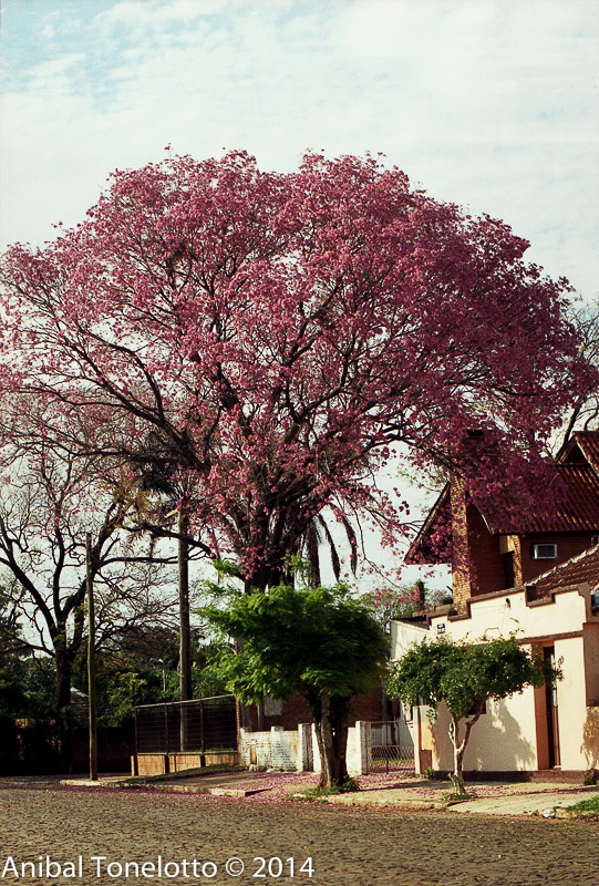 Ipê 1.jpg